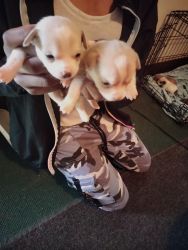 Chihuahua puppies for sell