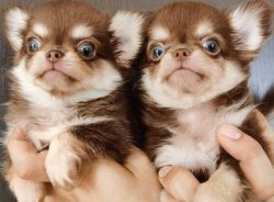 Trained chihuahua puppies