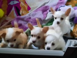 Chihuahua puppies Vet Approved