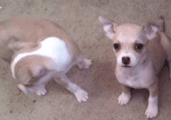 Chihuahua -Corgi Puppies