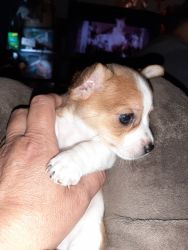 Male chihuahua puppies
