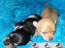 5 Female\male Chihuahua puppies