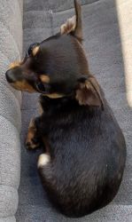 Dwarf Chihuahua miniature