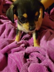 Chihuahua miniature pincher