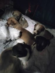 Chihuahua/Miniature Pinscher puppies for sale