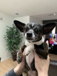 Chihuahua Jackson , boy 5 years old.
