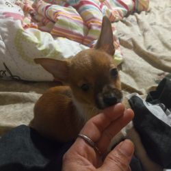 Cute Chihuahua