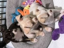 Purebred Pups ISO forever home!