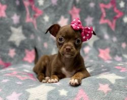 Adorable chihuahua puppy
