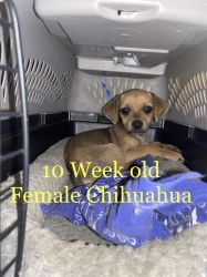 10 week old Female chihuahua