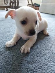 8 week old Chihuahua for sale