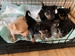 Chihuahuas small breed