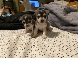 2 females in search of their forever home