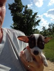 Chihuahua Puppies Need New Home