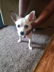 White chihuahua puppy for sale