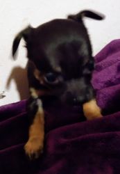 week old Chihuahua pups