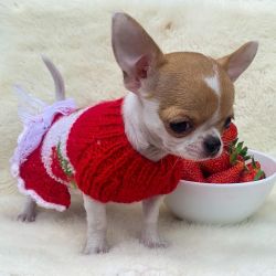 $$Kindhearted Chihuahua puppies for adoption