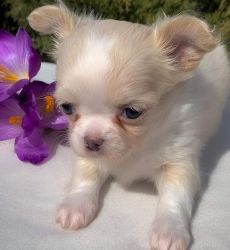 Family-friendly chihuahua puppies for sale