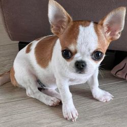 Energetic chihuahua puppies for sale