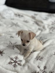 ShiChi Puppy For Sale
