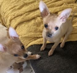 Chihuahua pups. Short hair 7 weeks old with First shots .