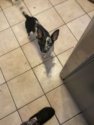Free Chihuahua