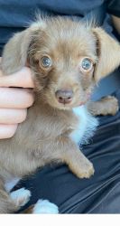 Cute Chihuahua mix puppy for sale