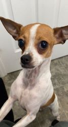 4 year old Chihuahua jack russel mix for sell