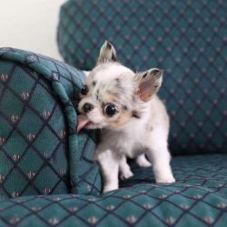 Healthy Chihuahua Puppies