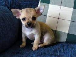 Chihuahua PUPPIES TEXT (xxx) xxx-xxx8