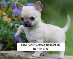 stunning Chihuahua puppies available (xxx) xxx-xxx8