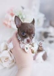 Awesome Chihuahua Puppies ready for a good home text (xxx) xxx-xxx8