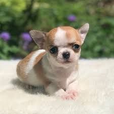 Trained Gorgeous Chihuahua Puppies (xxx) xxx-xxx8