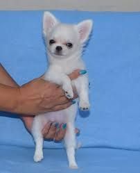 Adorable AKC Chihuahua Puppy  text (xxx) xxx-xxx8