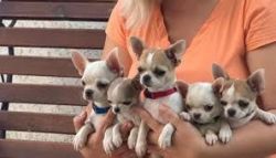 Adorable Fawn Chihuahua Puppies Available  text (xxx) xxx-xxx8