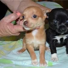 Chihuahua Puppies ready for there Forever Homes