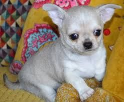 Beautiful Chihuahua Puppys For Adoption  text (xxx) xxx-xxx8