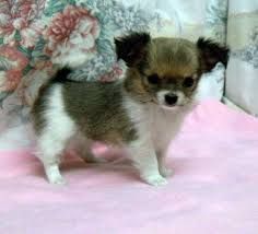 Stocky bully! purebred male and female Chihuahua puppies  Text   (830)