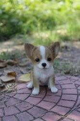 Chihuahua Puppies!!!  text (xxx) xxx-xxx8