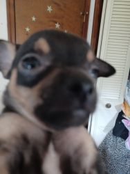 Chihuahua puppies needing their forever home