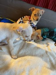 3 pups (white = girl / tan = boys)