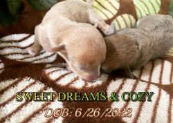 Meet Sweet Dreams & Cozy