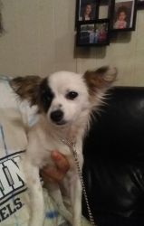 6-8 month old white, black, and brown female LONG chihuahua for sale