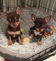 Sweet Chihuahua Puppies