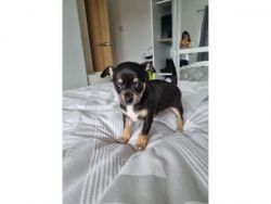 Apple Head Chihuahua Puppies for Sale