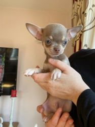 Chihuahua puppies set for homes. Text us only via xxxxxxxxxx