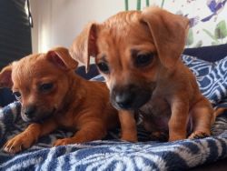 Two Gorgeous Lovable Chihuahua/ Chiweenies