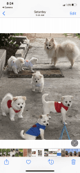 Pom-Chi puppies