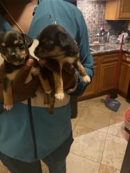 I have 2 girl puppies for sale they will be 1 month on the 15th of jul