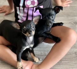 Chi-winnie puppies